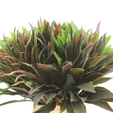 Cordyline Special Mix