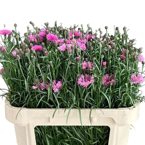 Cornflowers Pink