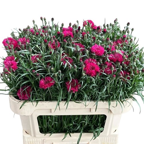 Cornflowers Red