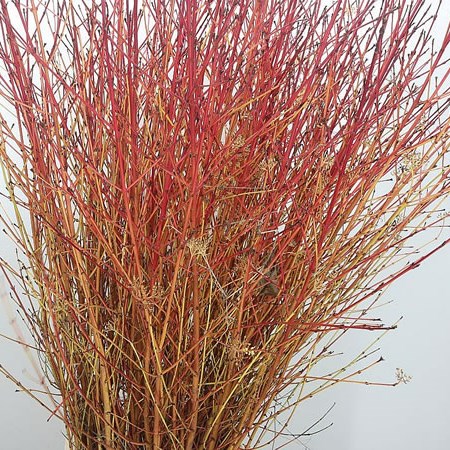 Cornus Winter Beauty