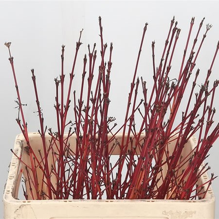 Cornus Winter Beauty