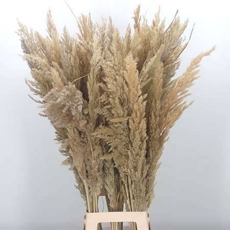 Cortaderia Extra (Pampas Grass)