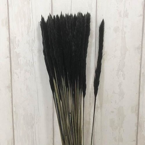 A1 Cortaderia Mini Pampas Grass Dyed Black