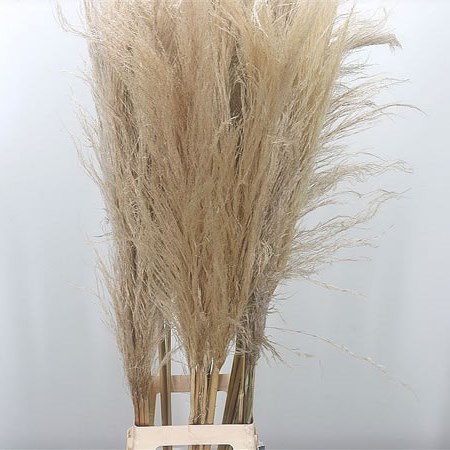 Cortaderia Extra (Pampas Grass)