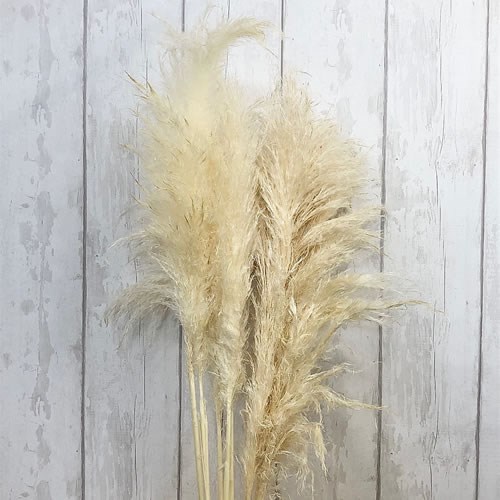 A1 Cortaderia Pampas Bleached (Dried)