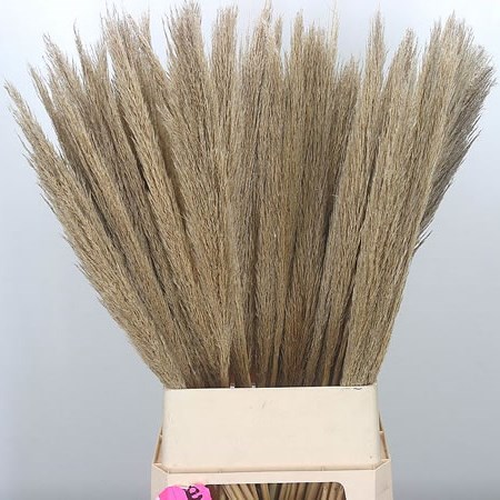 Cortaderia (Pampas Grass)
