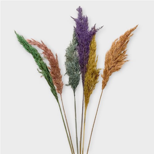 Cortaderia Mini Pampas Grass Colour Mix (Dried)