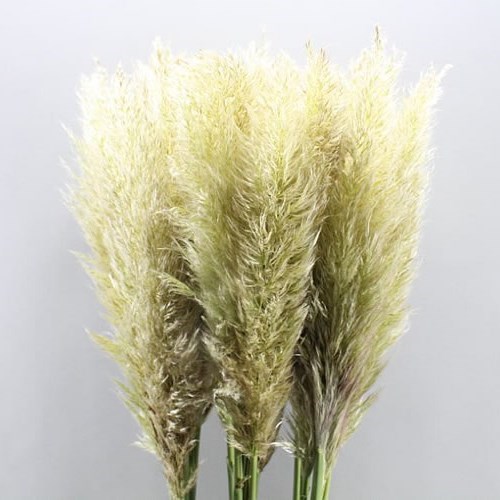 Cortaderia (Pampas Grass Dried)