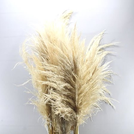 Cortaderia (Pampas Grass Dried)