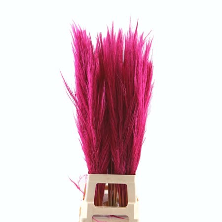 Cortaderia Pampas Grass Dyed Cerise
