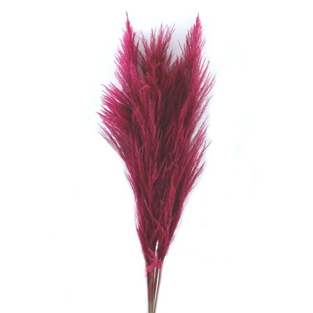Cortaderia Pampas Grass Dyed Cerise Super
