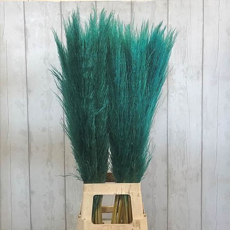 Cortaderia Pampas Grass Dyed Green