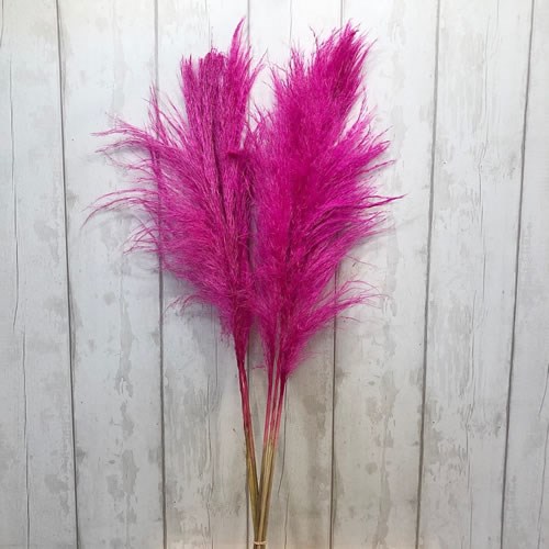 Cortaderia Pampas Grass Dyed Hot Pink 