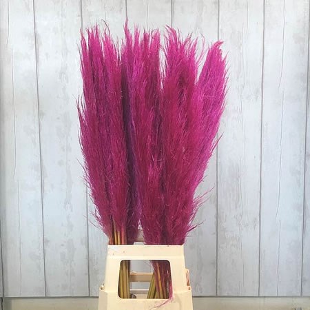 Cortaderia Pampas Grass Dyed Hot Pink