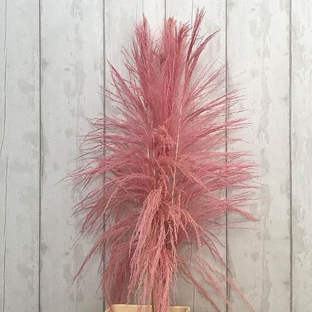 Cortaderia Pampas Grass Dyed Pink