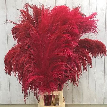 Cortaderia Pampas Grass Dyed Red