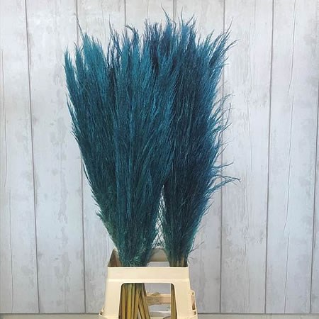 Cortaderia Pampas Grass Dyed Turquoise Blue