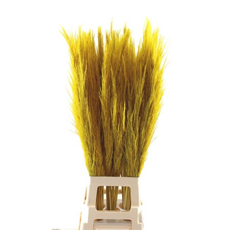 Cortaderia Pampas Grass Dyed Yellow