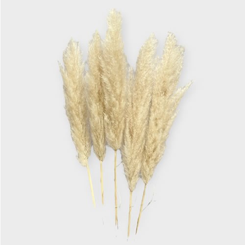 Cortaderia Pampas Grass Evita (Dried) 