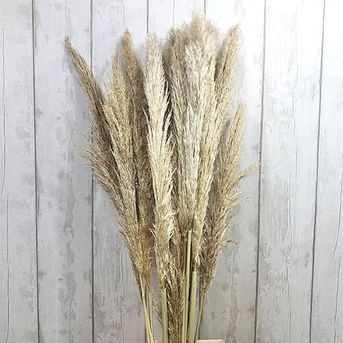 Cortaderia Pampas Grass Extra (Dried)