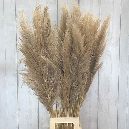 Cortaderia Pampas Grass Extra (Dried)