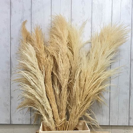 Cortaderia Pampas Grass Giant Plumero - Dried & Bleached