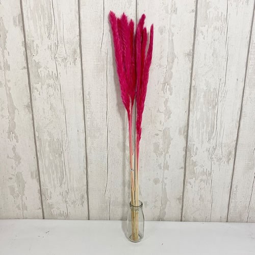 Cortaderia Pampas Grass Mini Pink (Dried) 65cm Wholesale Dried
