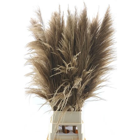 Cortaderia Pampas Grass Natural Brown Extra