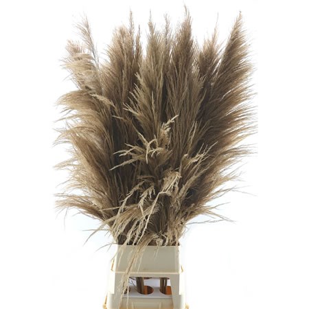 Cortaderia Pampas Grass Natural Brown Super