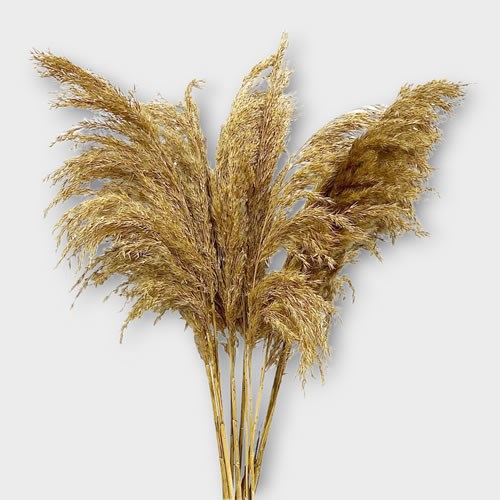 Cortaderia Pampas Grass Natural Mini 60cm 