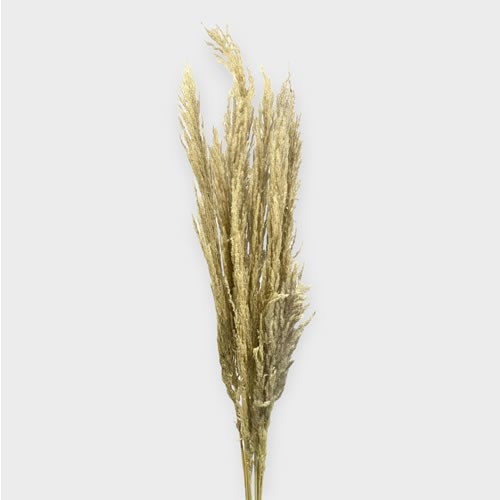 Cortaderia Stone/Natural Blend (Pampas Grass Dried) 
