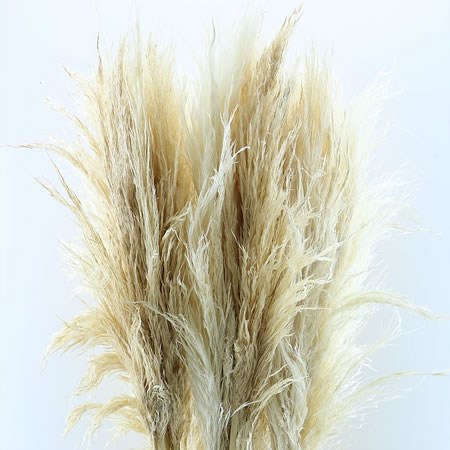 Cortederia Pampass Grass Bleached