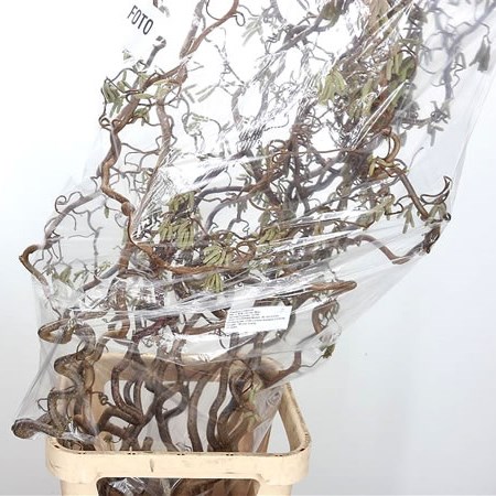 Corylus Contorta