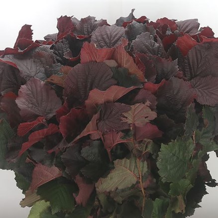 Corylus Maxima Purpurea