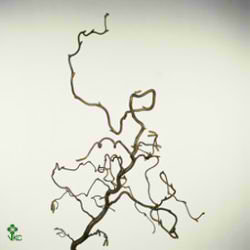 Corylus Contorta
