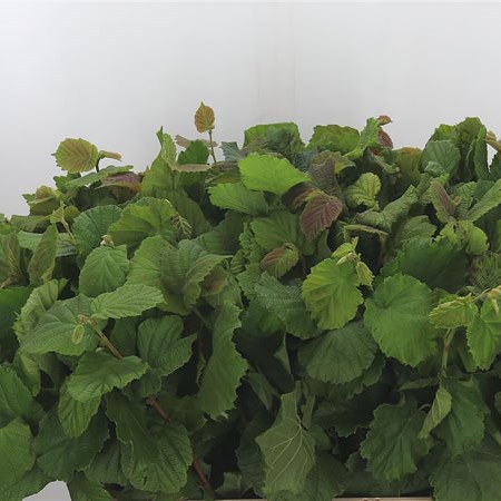 Corylus in Green Leaf