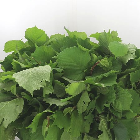 Corylusblad Aurea