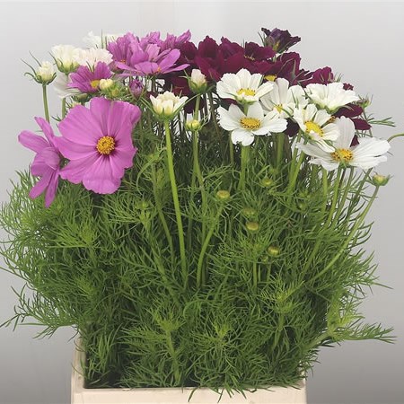 Cosmos Bipinnatus Mix