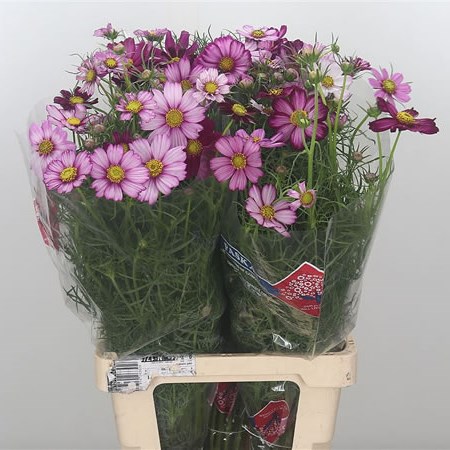 Cosmos Bipinnatus Pink