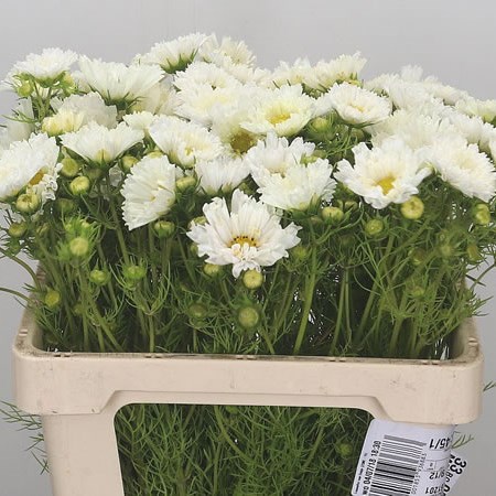 Cosmos Bipinnatus White