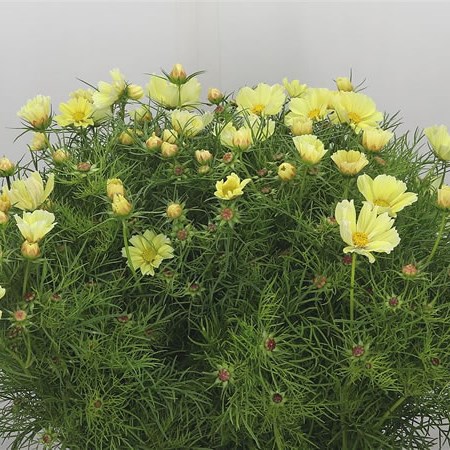 Cosmos Bipinnatus Yellow
