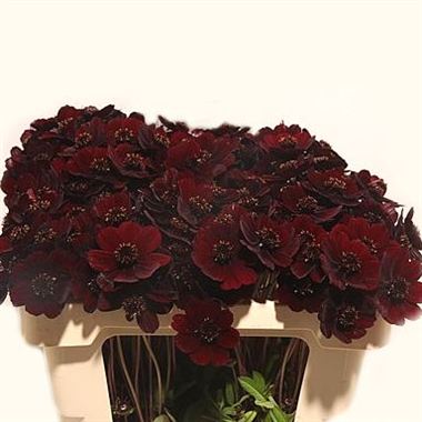 Cosmos Atrosang Black Beauty