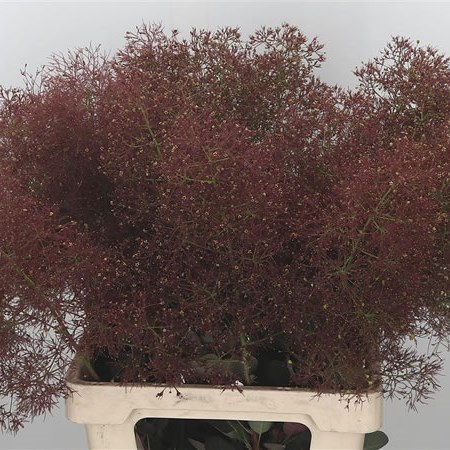 Cotinus Pruik Magical Torch