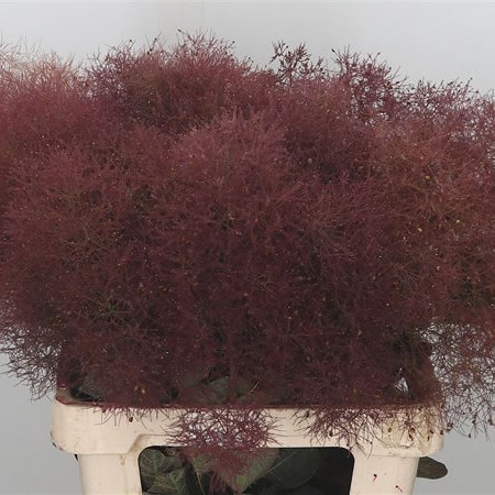 Cotinus Pruik Magical Torch