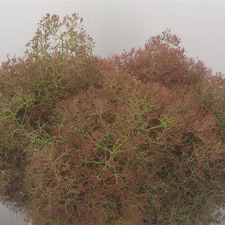Cotinus Young Lady