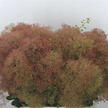 Cotinus Young Lady (Extra)