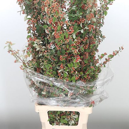 Cotoneaster
