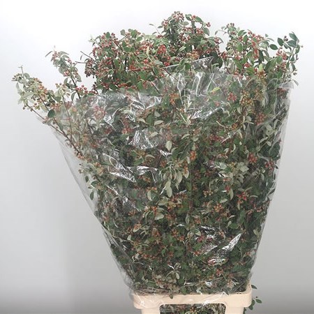 Cotoneaster