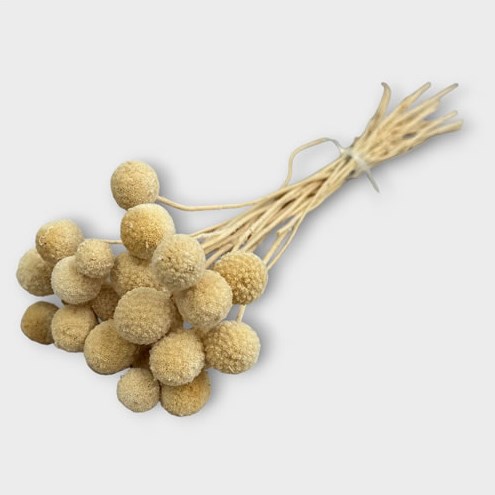 Craspedia Bleached (Dried )