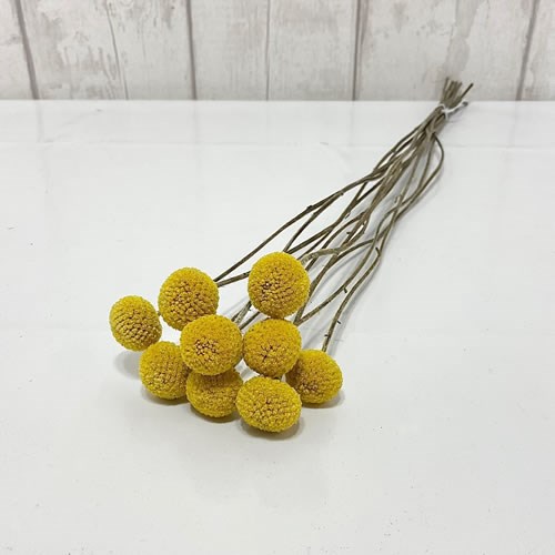 Craspedia Extra - Dried